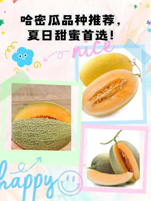 哈密瓜几月吃_1