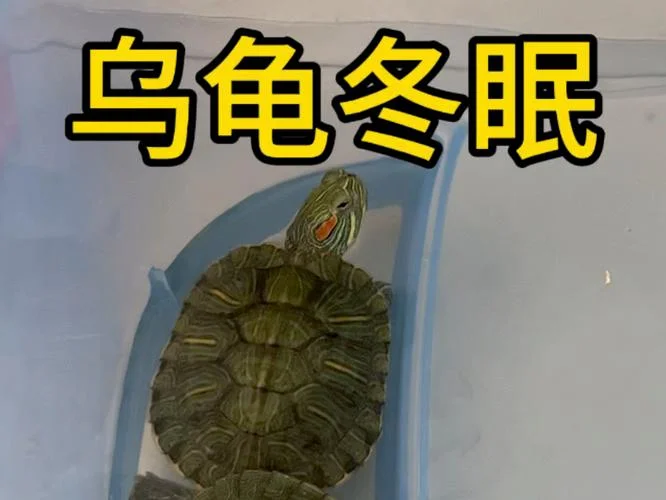 小乌龟几月份开始冬眠-乌龟冬眠开始时间