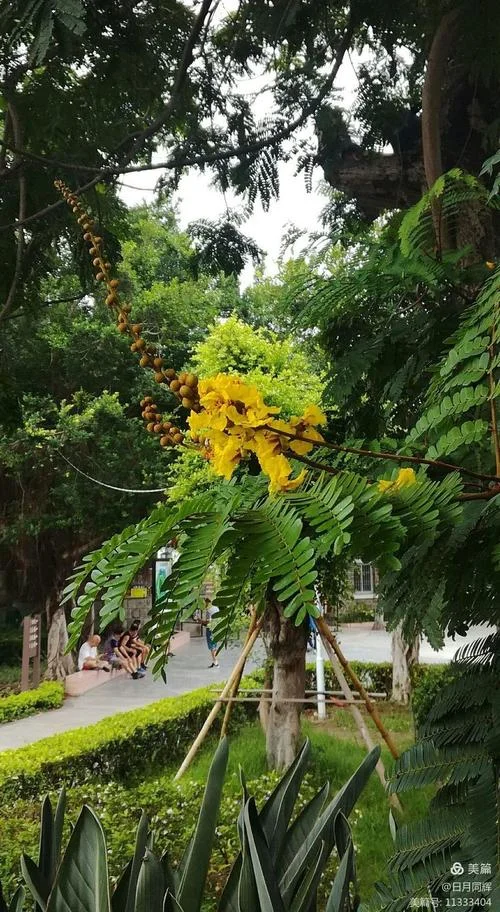 黄花羞作无情死下一句_1