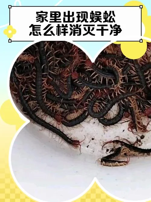 梦到大蜈蚣_1
