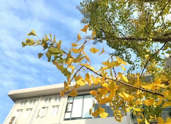 安徽商贸职业技术学院-安徽商贸职业技术学院