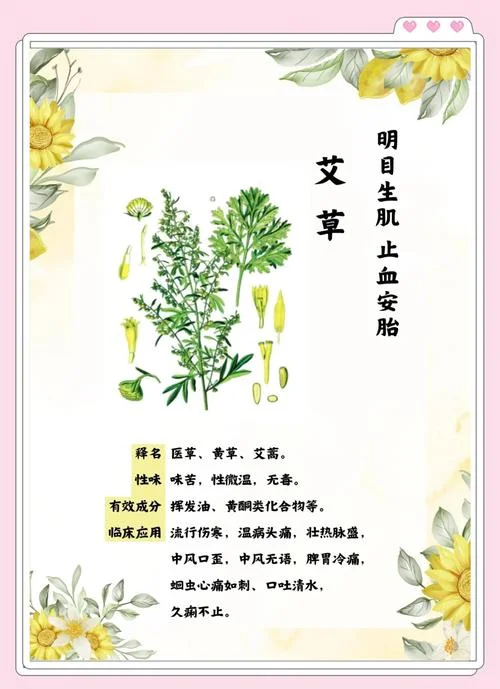 艾草的资料简介-艾草资料简介