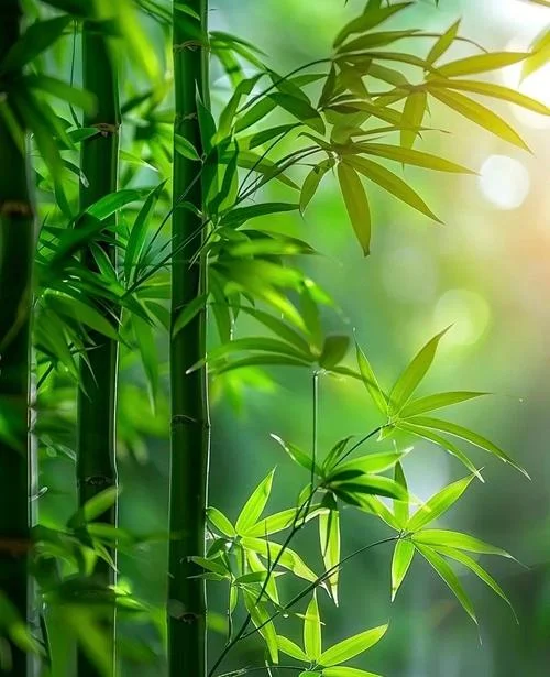 梦见竹子_2