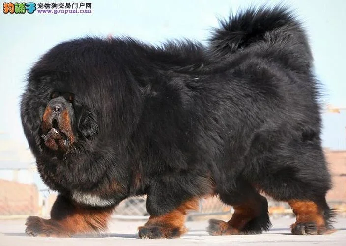 藏獒幼崽多少钱一只_1
