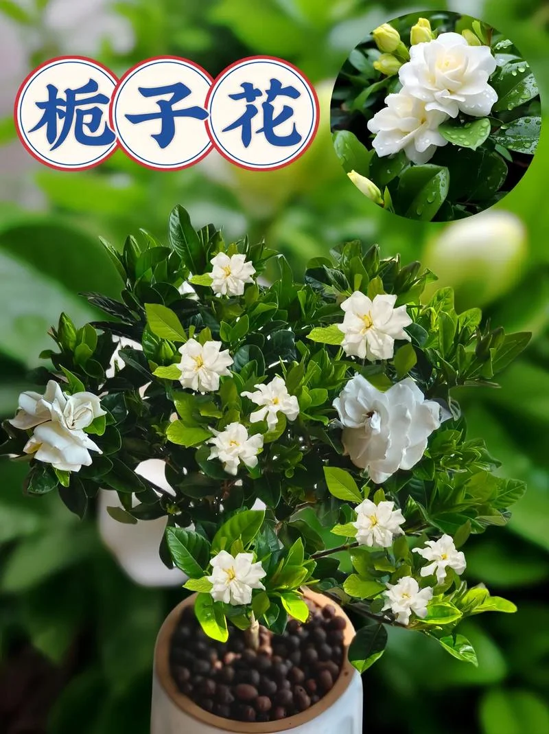 栀子花几月开-栀子花四月开