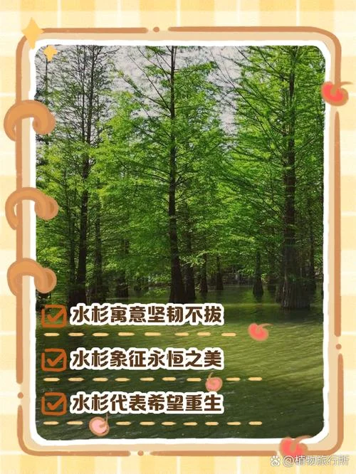 梦见大树是什么意思_2