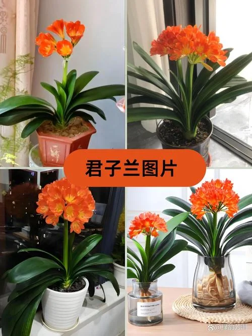 君子兰名字大全_1
