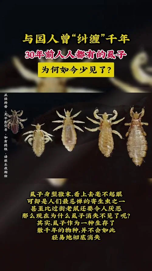 梦见虱子是什么意思_2