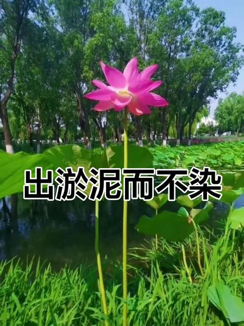 出于污泥不染下一句_1