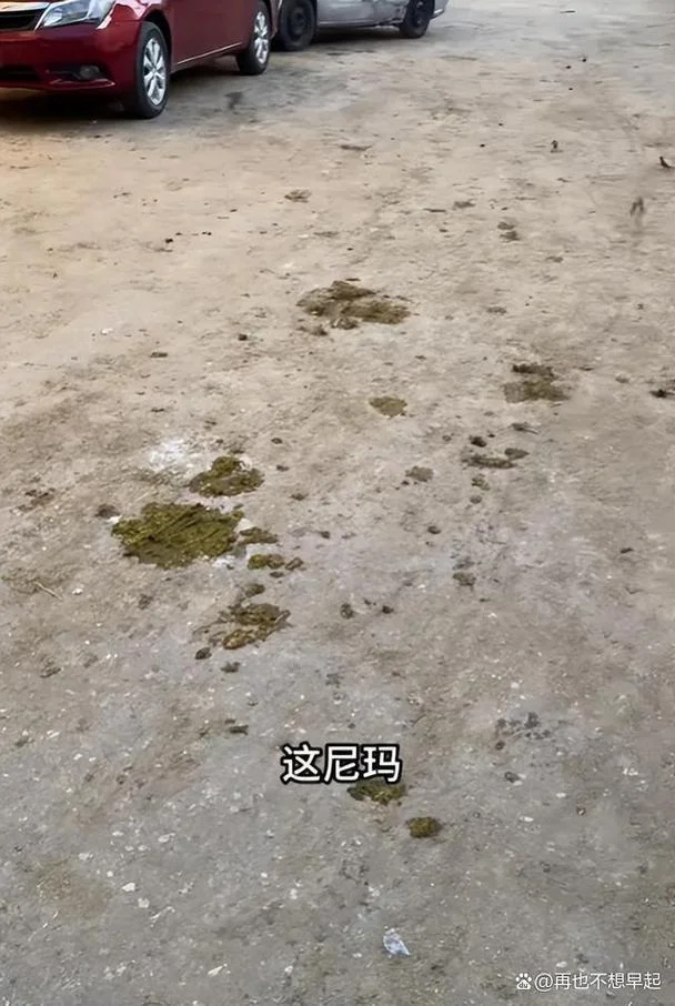 梦见大粪满地_2