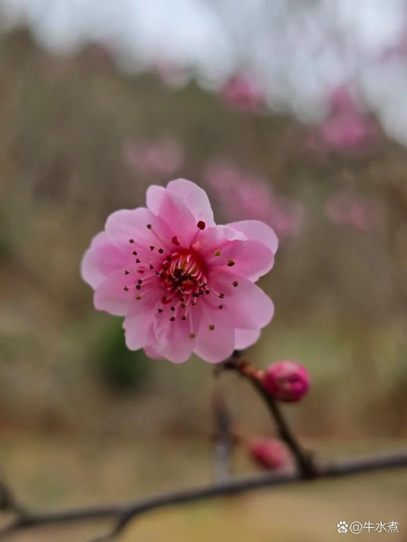 梦见坟上开桃花_2