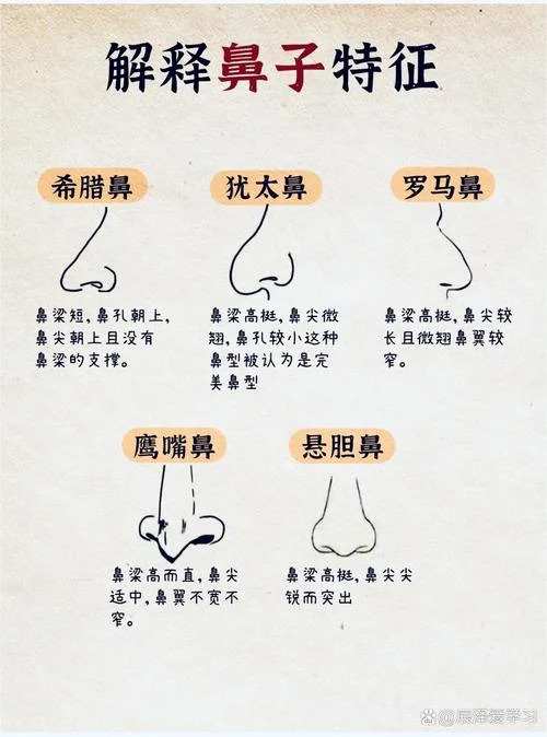面相学鼻子代表什么_2