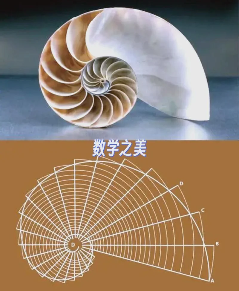 费马大定理 西蒙_1