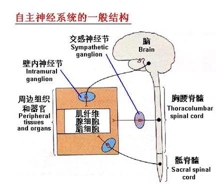 自主神经功能检查原理_1