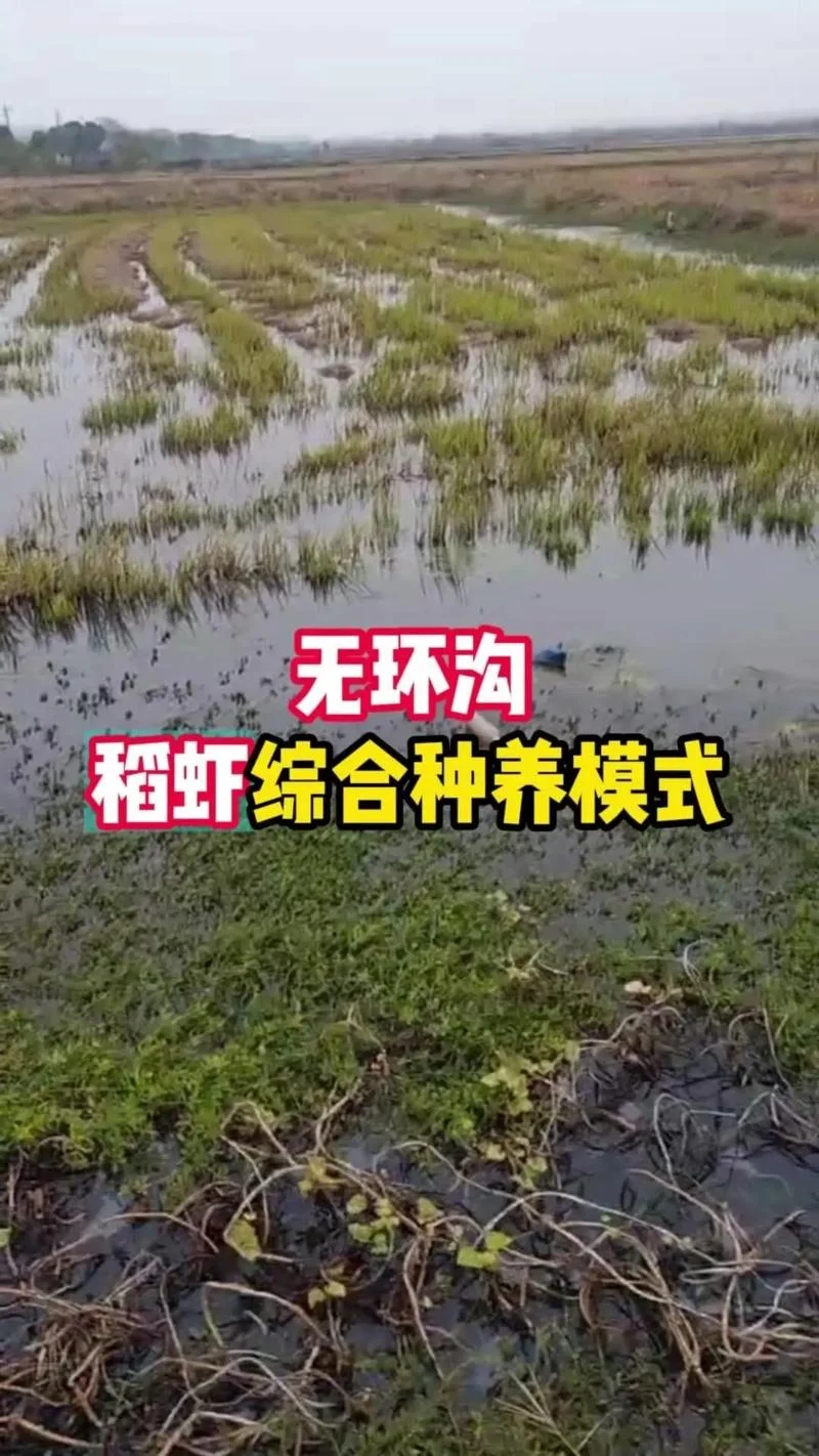 养河虾一亩要多少投资_1