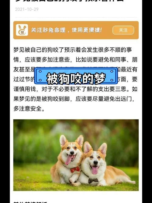 梦到自己家的狗狗是什么预兆_1