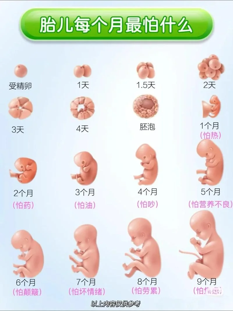 怀孕16周胎儿有多大了_2