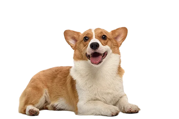 梦见别人家柯基犬笑了_1