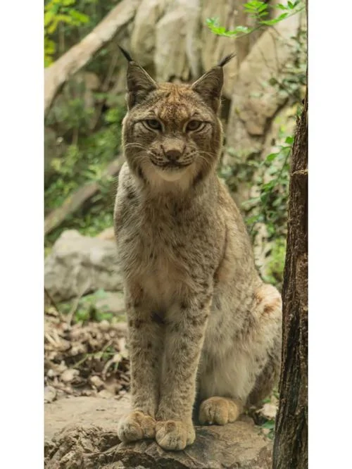 梦到猞猁_1