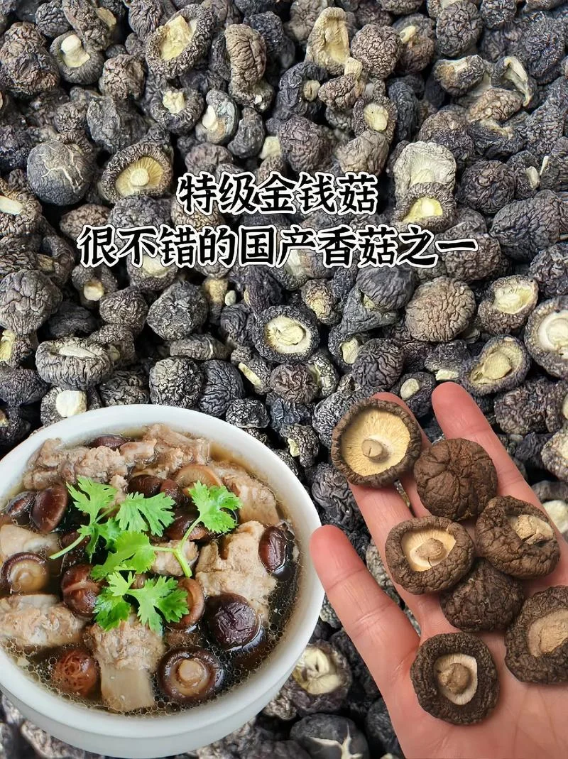 金钱菇香菇哪个牌子好-金钱菇香菇选哪款