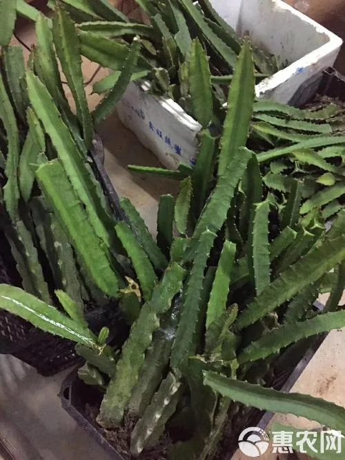 火龙果苗多少钱一颗_2