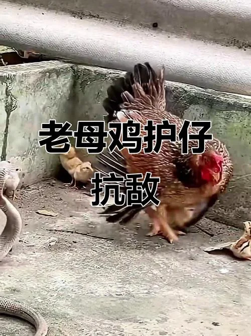 母鸡中的战斗鸡上一句_2