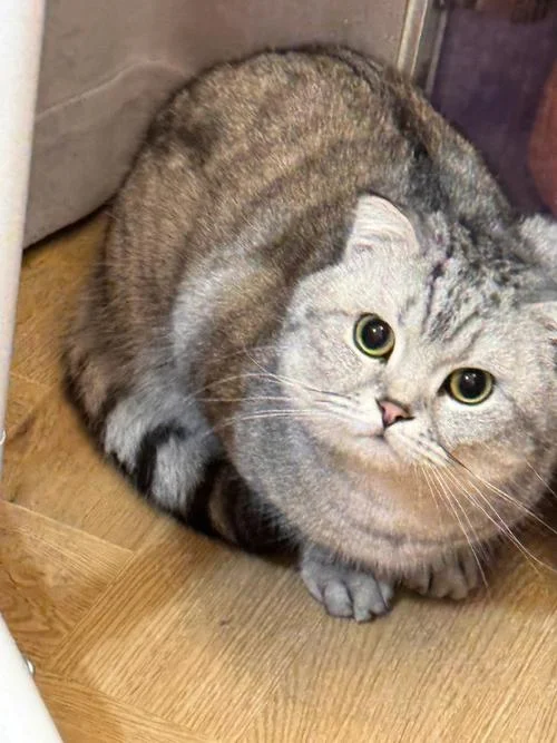 梦见家里来很多猫是什么意思_1