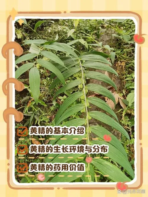 黄精种植5年亩产量多少_2