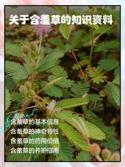 几月份种含羞草-5 月种含羞草
