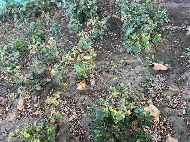 梦见种植物枯萎_2