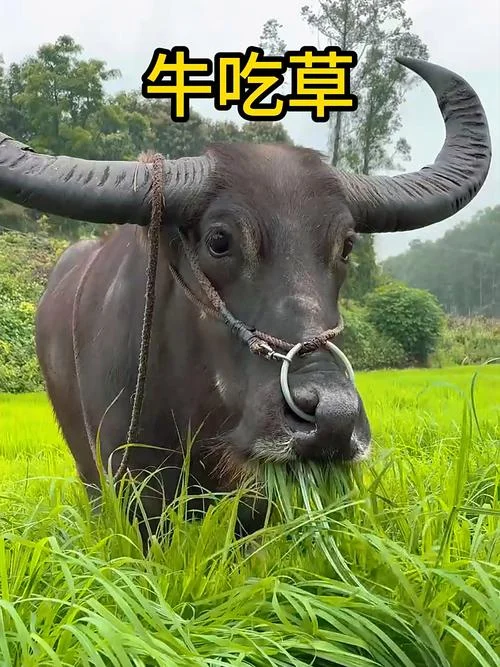 梦见喂牛草是什么意思_1