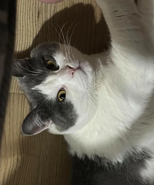 大脸猫大脸猫长胡须下一句歌词_1