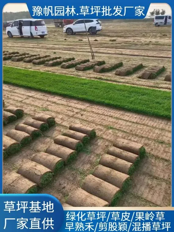 绿化草皮多少钱一平方_2