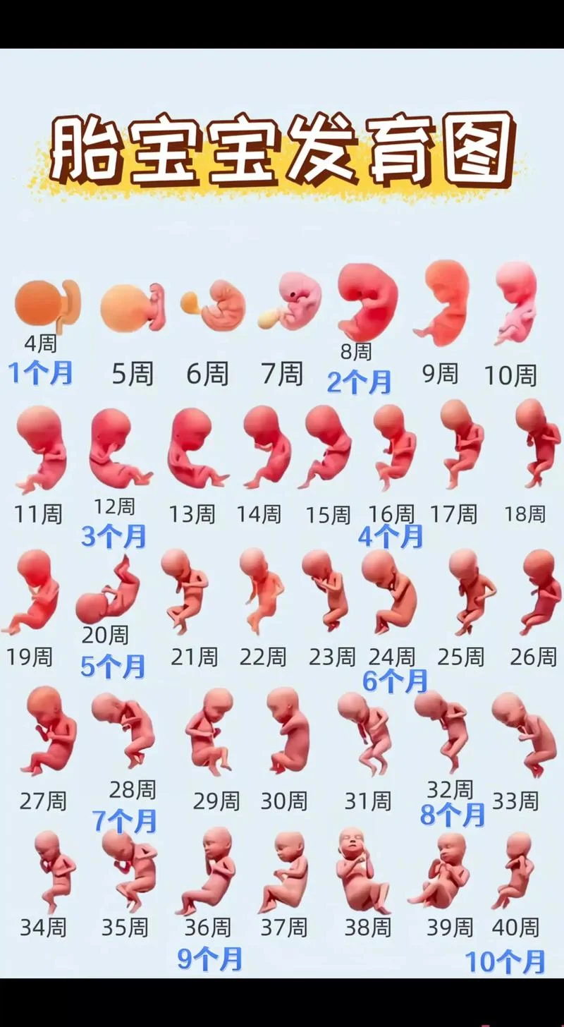 怀孕16周胎儿有多大了-孕 16 周胎儿大小