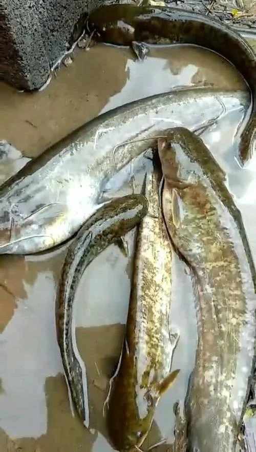 梦见鲶鱼在沟里游_2