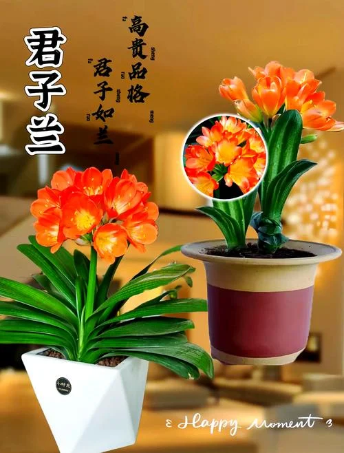 君子兰哪个品种好_1