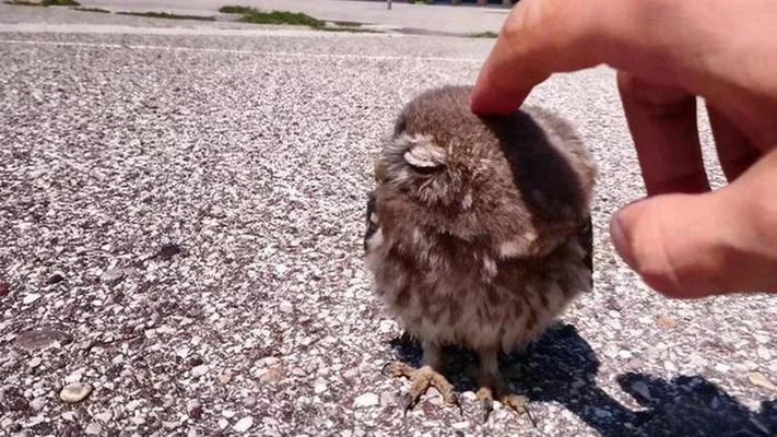 梦见救猫头鹰_2
