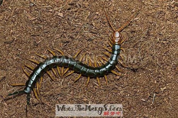 梦见打死蜈蚣是什么预兆_1
