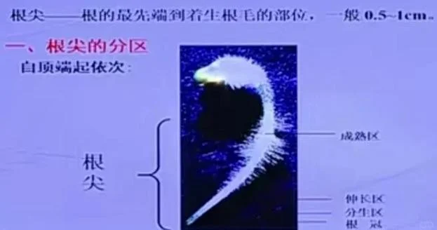 根与芽组织简介-根与芽组织简介