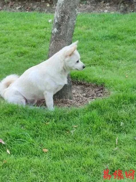 梦见陌生白狗很亲近我_1