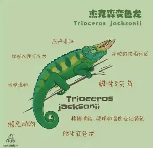 变色龙内容简介-变色龙故事梗概