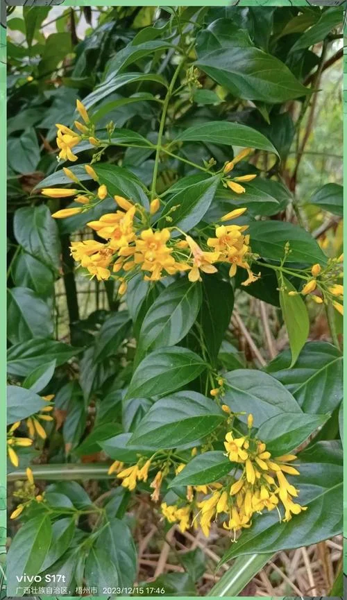 断肠草别名叫什么_1