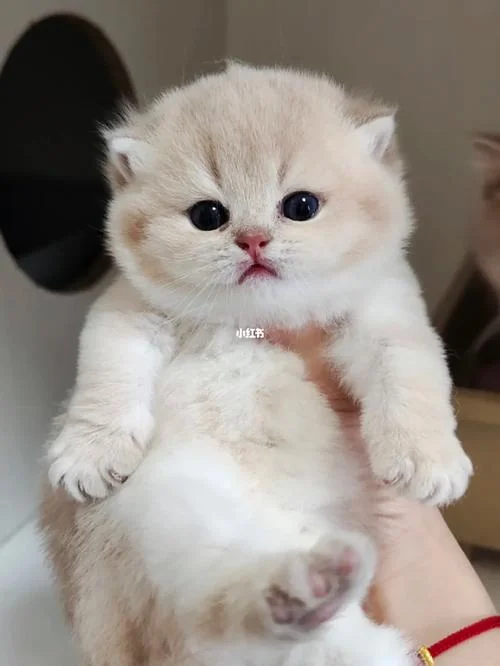 紫猫叫什么_2