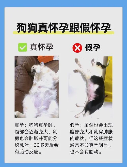 孕妇做梦梦到狗是什么意思_1