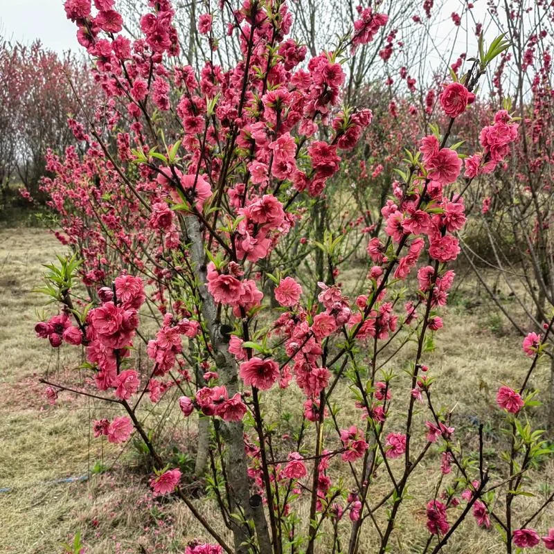 春暖花开是几月几日开-三月春暖花开