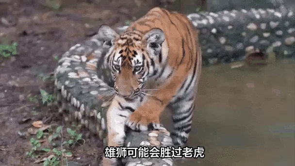 梦见被狮子老虎追咬是什么预兆_2