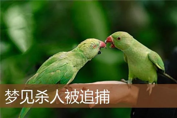 梦见家人杀人了_1