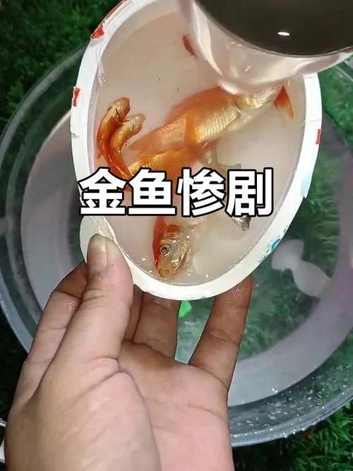梦到金鱼死_2