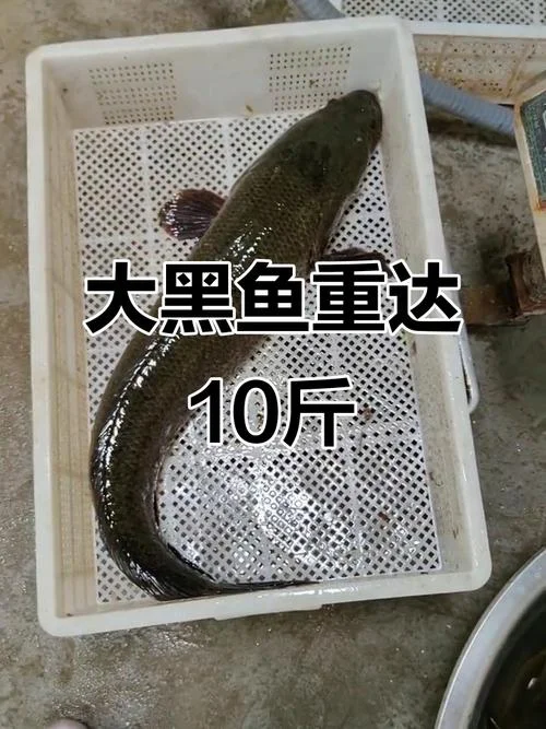 梦见大黑鱼追自己_2