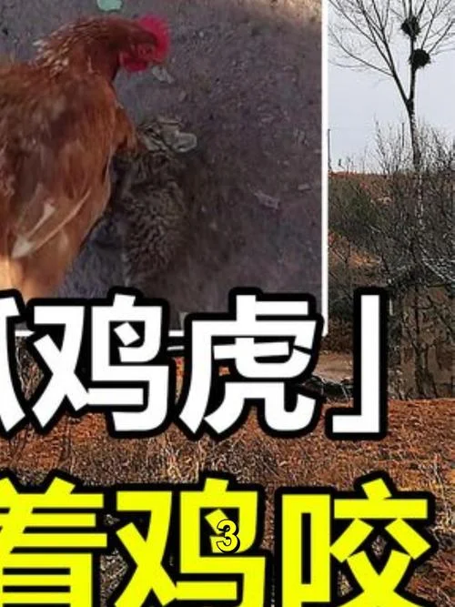 梦见追抓鸡_2
